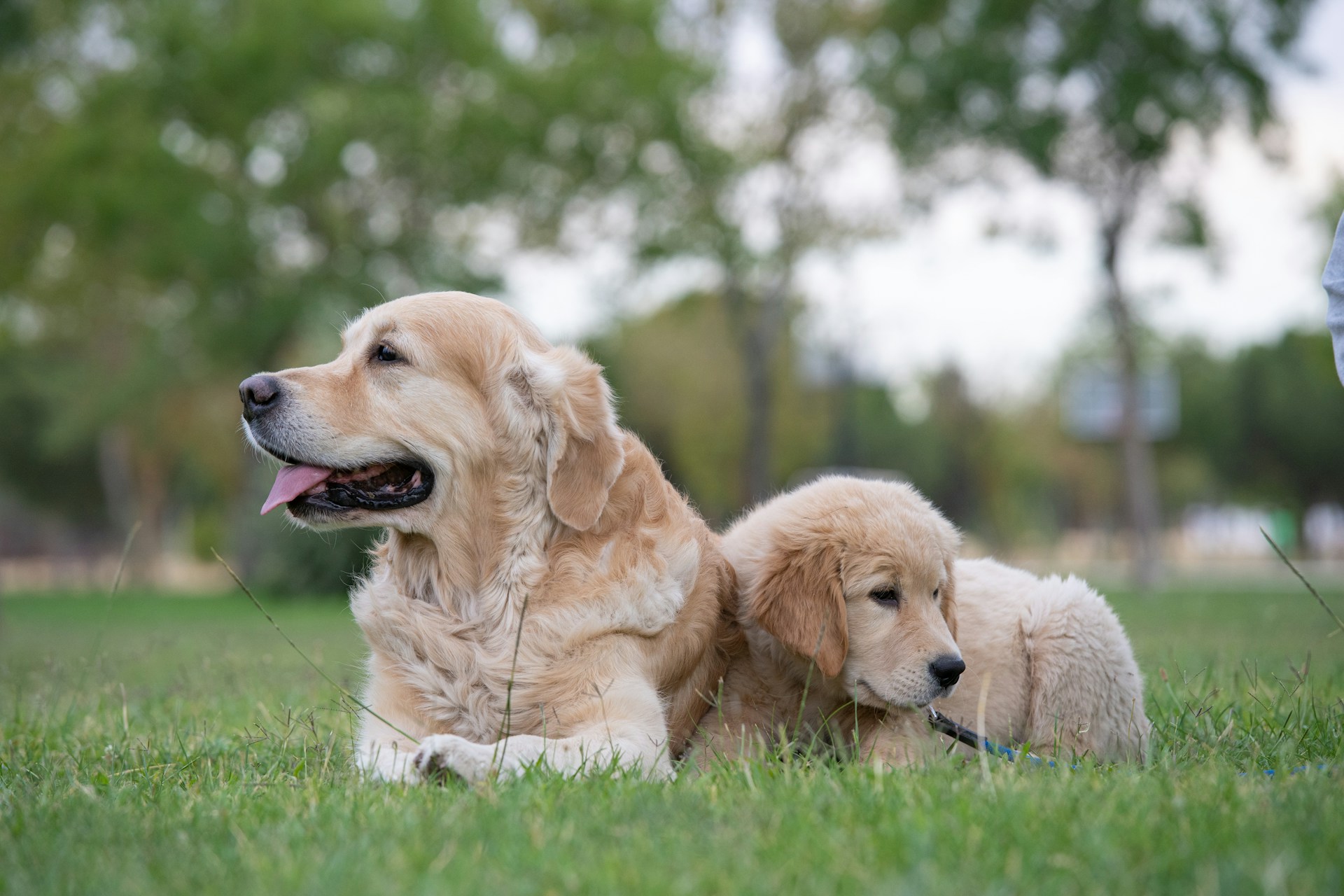 Cani golden retriever sdraiati sull'erba